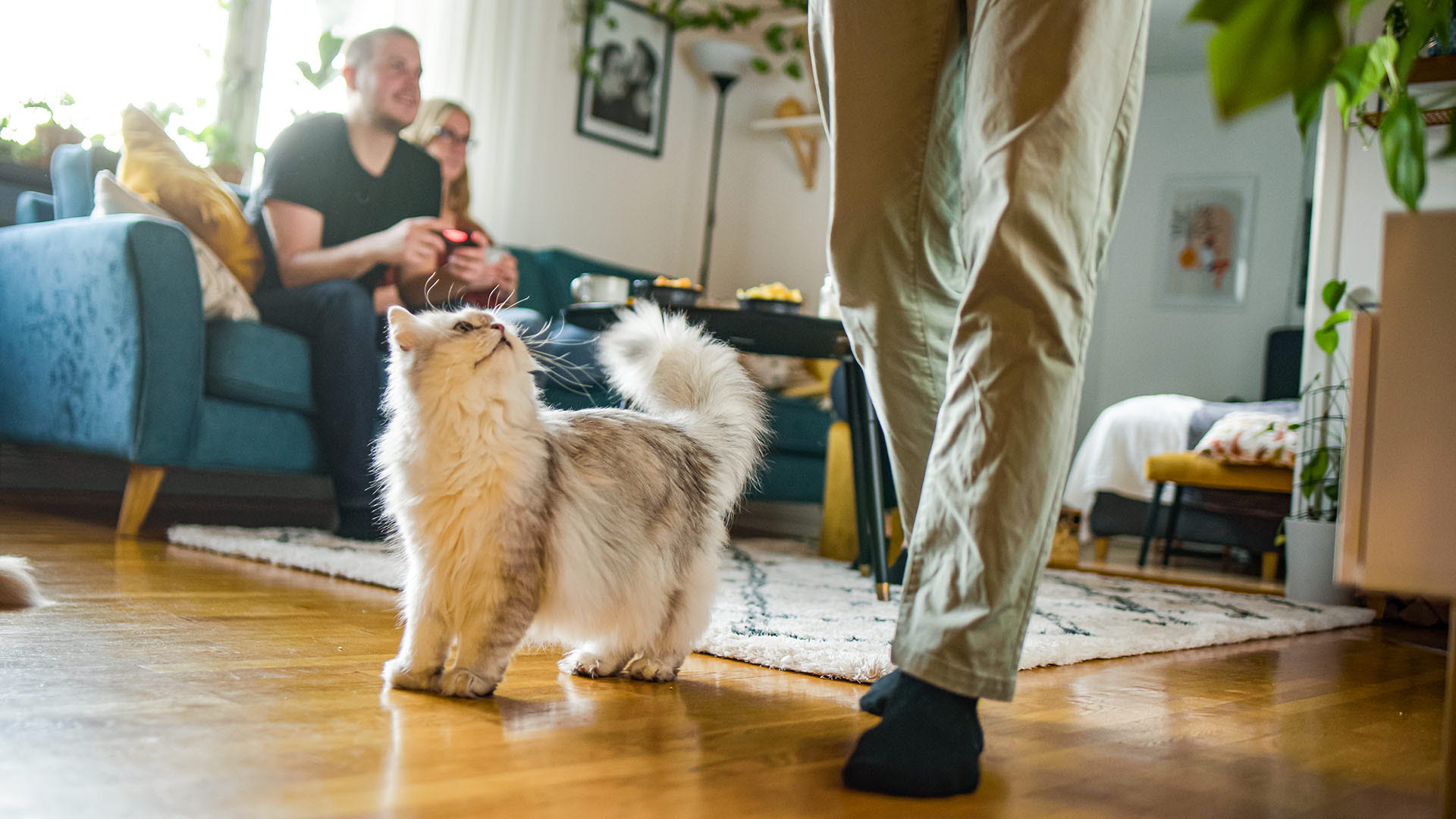 Katt tittar upp på husse. I bakgrunden spelar två kunder tv-spel.