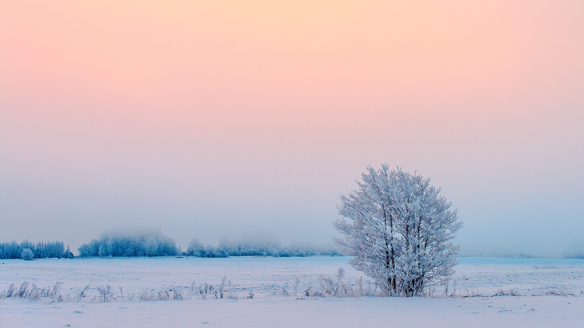 Ett träd står i vinterskrud i morgondis på ett snöigt fält