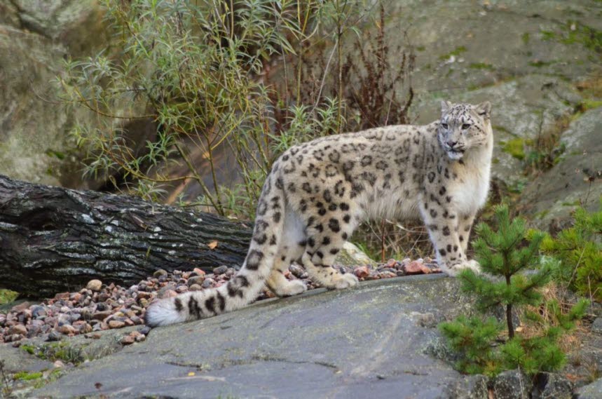 Snöleopard på Kolmårdens djurpark