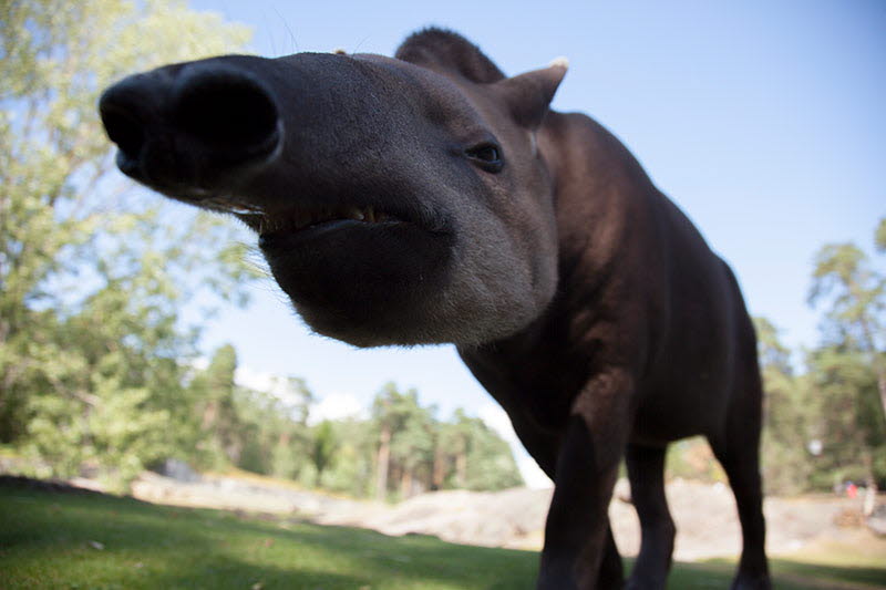 Tapir på Kolmårdens djurpark