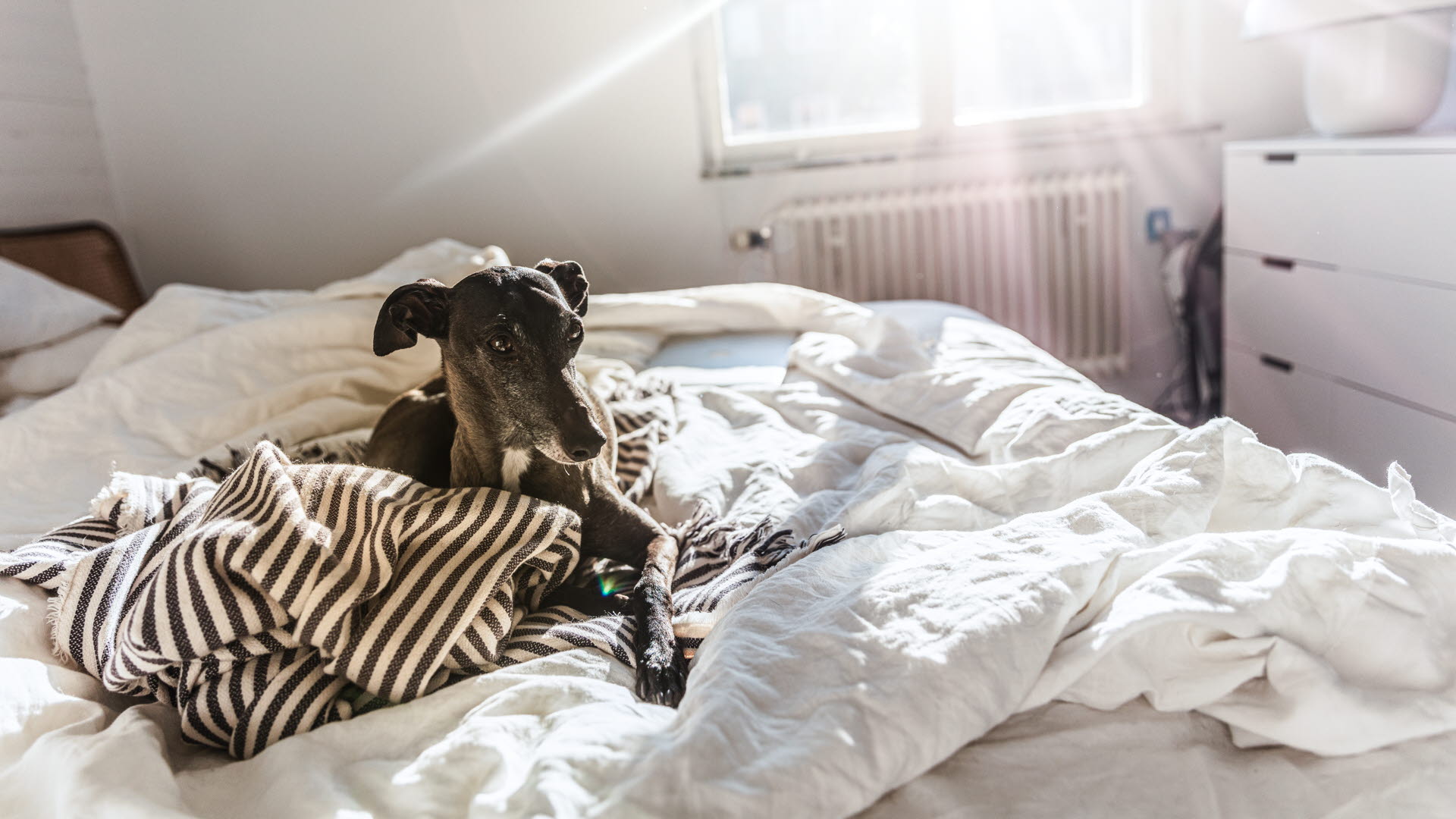 Hund värmer sig i solen på en säng